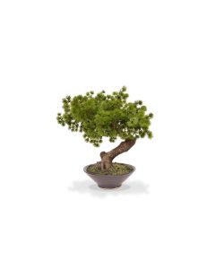 Botanic-Haus Kunstpflanze Bonsai Pinus mit Schale