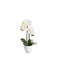 Botanic-Haus Kunstblume Phalenopsis 2 Rispen, 54 cm, mit Topf