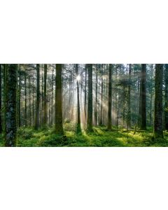 ABC Motivkarte Licht im Wald A6/5