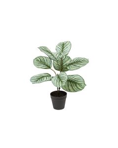Botanic-Haus Kunstpflanze Kalathea 36 cm