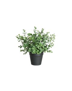 Botanic-Haus Kunstpflanze Eukalyptus 21 cm