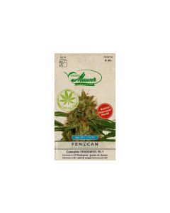 Samen Mauser Saatgut Cannabis Fenoswiss