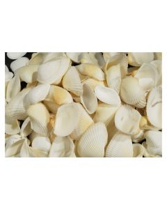 Ambiance Muscheln, 1.2 kg Weiss