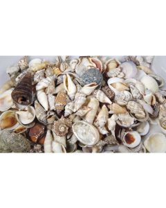 Ambiance Muscheln, 600 ml Nature