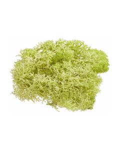 HobbyFun Mini-Utensilien Islandmoos 20g, Hellgrün