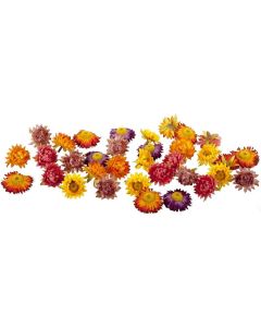 Dekomat AG Kunstblume Strohblüten 36 Stück, Herbstfarben
