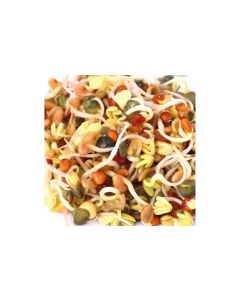 Gusta Garden Samen Microgreens Daikon-Rettich HARRY HERBS