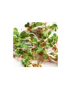 Gusta Garden Samen Microgreens Ruca-Salatrauke HARRY HERBS