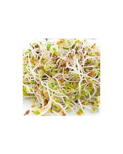 Gusta Garden Samen Microgreens Alfalfa HARRY HERBS