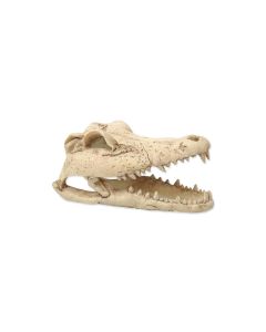 Repti Planet Dekoschädel Krokodil