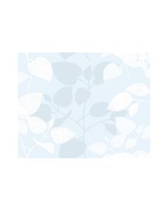 d-c-fix Fensterfolie Amena 67.5 x 150 cm