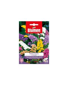 Blumen Saatgut Strandflieder Mix