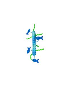 Kong Kickeroo Stickaroo, blau, 26 x 11 x 2 cm