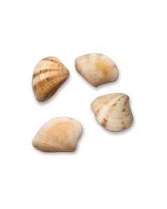 HobbyFun Streudeko Muscheln 1 Natur