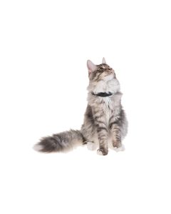 PetTracer GPS-Katzenhalsband Zusatzhalsband