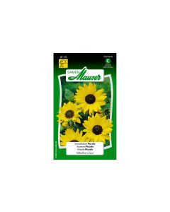 Samen Mauser Saatgut Sonnenblume Piccolo