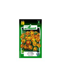 Samen Mauser Saatgut Tagetes Bolero