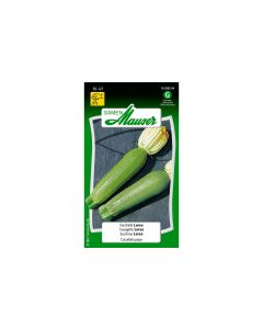 Samen Mauser Samen Zucchini Lorea