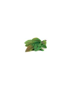 Click and Grow Samen Sauerklee