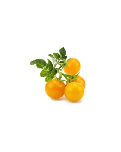 Click and Grow Samen Gelbe Cherrytomaten
